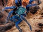 Daiktas Žaliojo butelio mėlynasis paukštėda (Chromatopelma cyaneopubescens)