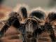 Garbaniuotaplaukis paukštėda (Brachypelma albopilosum) Vilnius - parduoda, keičia (2)