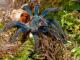 Žaliojo butelio mėlynasis paukštėda (Chromatopelma cyaneopubescens) Vilnius - parduoda, keičia (2)