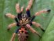 Žaliojo butelio mėlynasis paukštėda (Chromatopelma cyaneopubescens) Vilnius - parduoda, keičia (7)