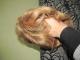 Trumpų šviesių plaukų perukas Ukmergė - parduoda, keičia (1)