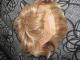 Trumpų šviesių plaukų perukas Ukmergė - parduoda, keičia (3)