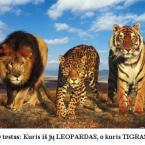 Vartotojas Tigrinis_Leopardas